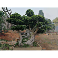 漳州小叶榕种植园 