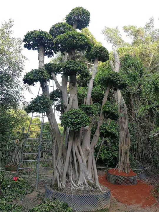 福建原叶造型小叶榕 