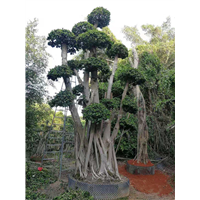 福建原叶造型小叶榕 