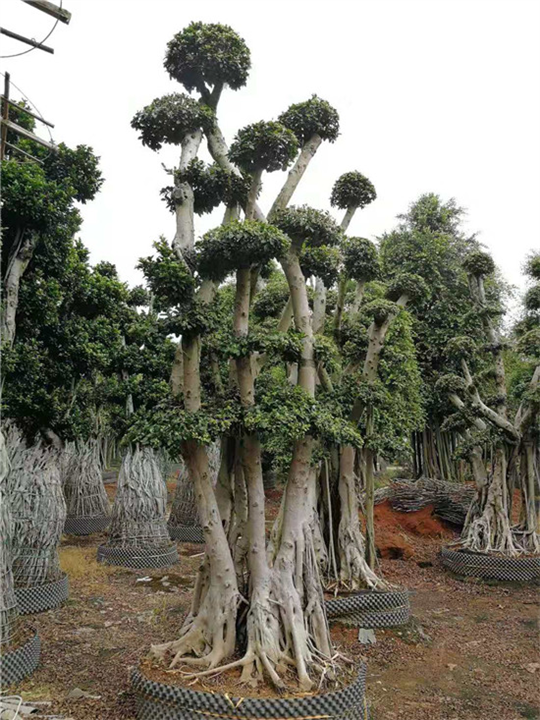 福建小叶榕多少钱 