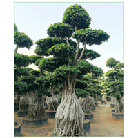 福建大提根榕哪家好