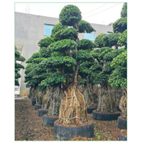 漳州大提根榕多少钱