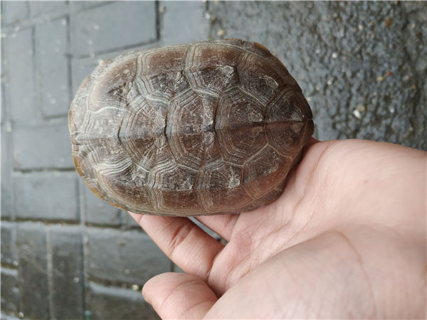 广西中华草龟苗批发价格-中华草龟苗种批发电话 