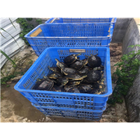 广东草龟养殖场-广东草龟养殖场种苗批发 