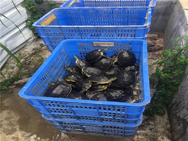 广东草龟养殖场-广东草龟养殖场种苗批发 