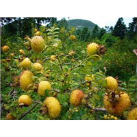 河南刺梨苗种植基地