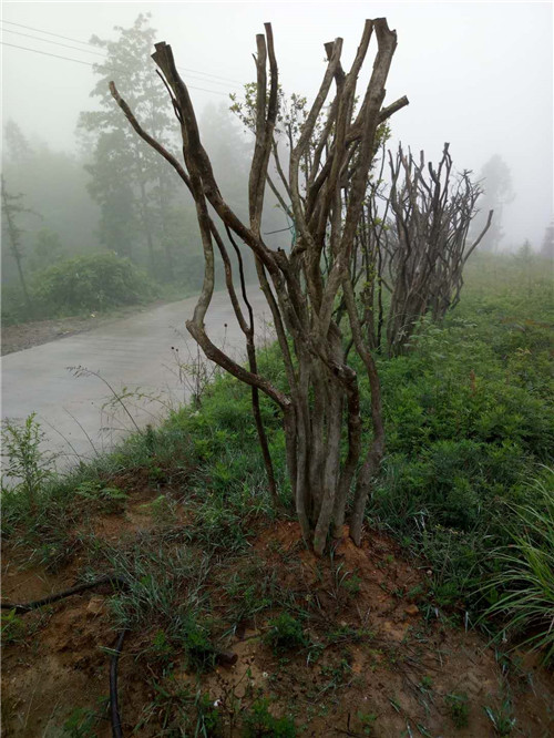 贵州杜鹃桩子
