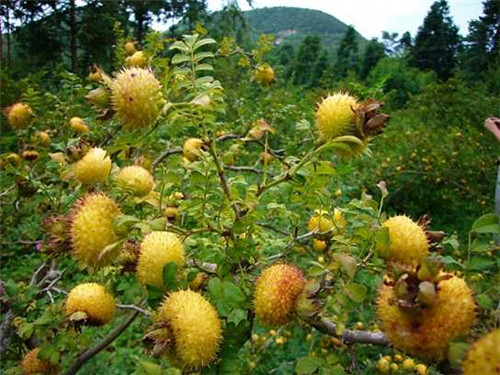 河南刺梨苗种植基地
