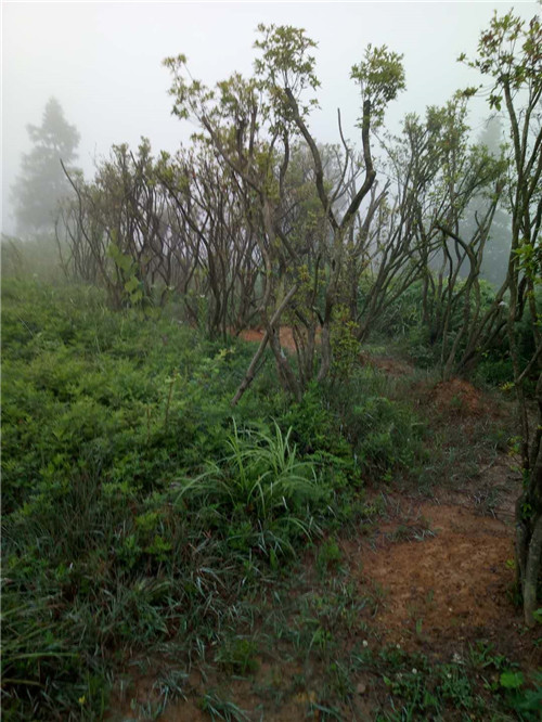 四川杜鹃桩子种植