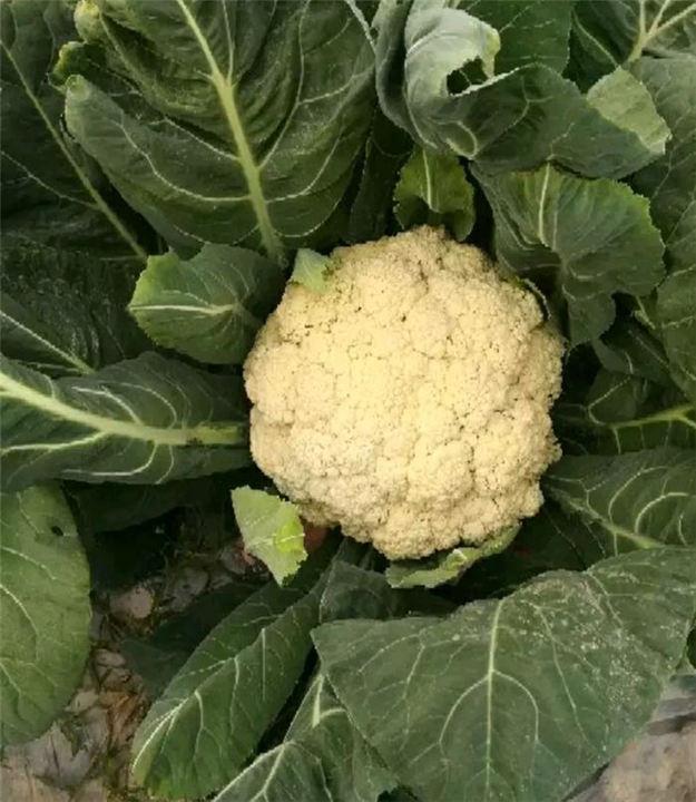 菜花 