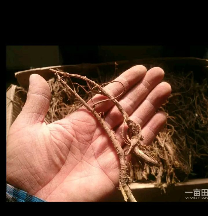 北柴胡 