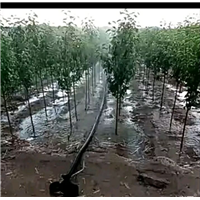 123树苗 