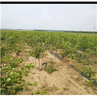 山楂树