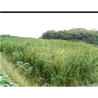 李子苗 