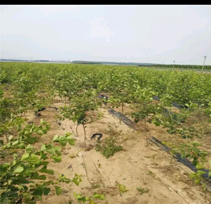 山楂树 