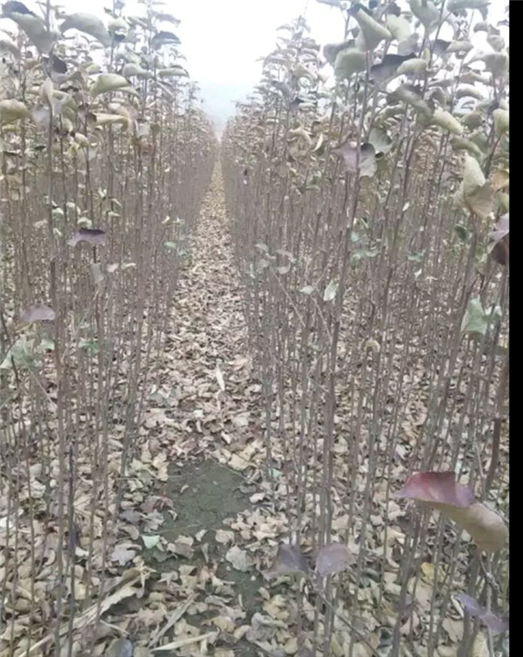 苹果苗 
