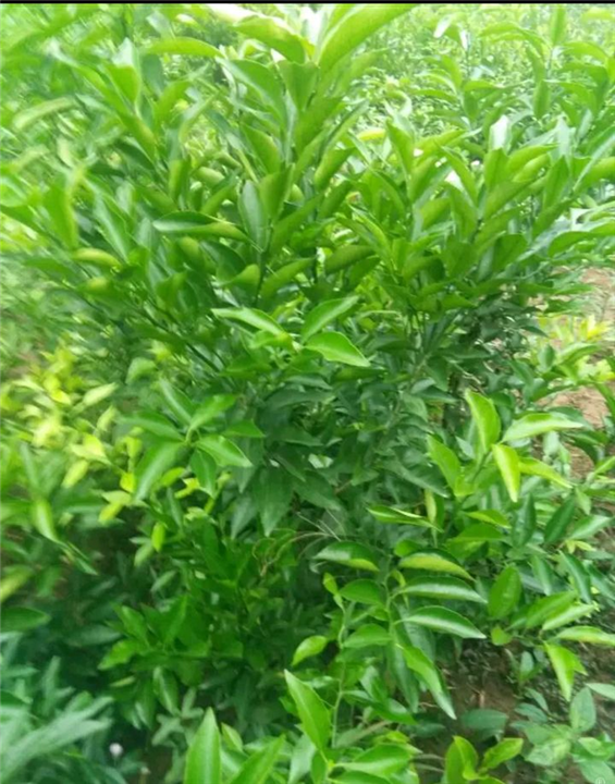 香橙树苗 