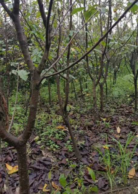 大樱桃树 