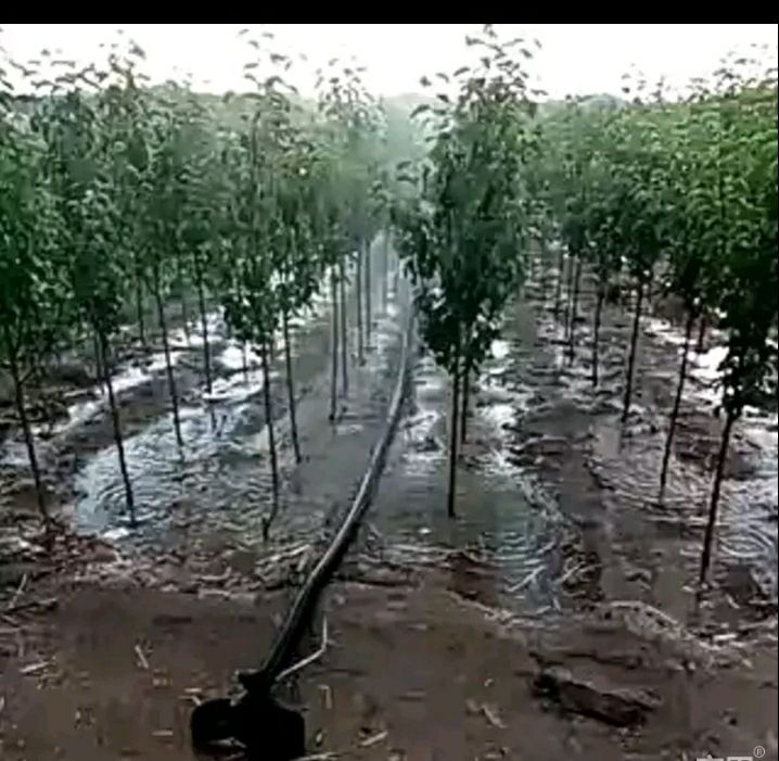123树苗 