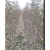苹果苗 