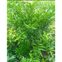 香橙树苗 