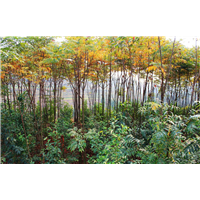 四川栾树价格 