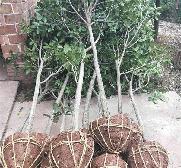 15公分精品桂花 