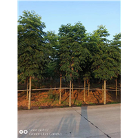 四川栾树苗圃供应-栾树大树移