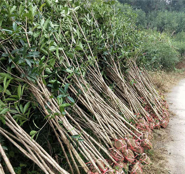 2公分桂花苗种植 