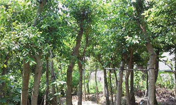 四川小叶榕直销基地 