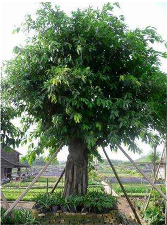 大叶榕种植基地 