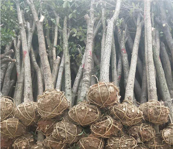 10公分占地桂花 