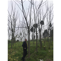 四川栾树供应-栾树作为行道树