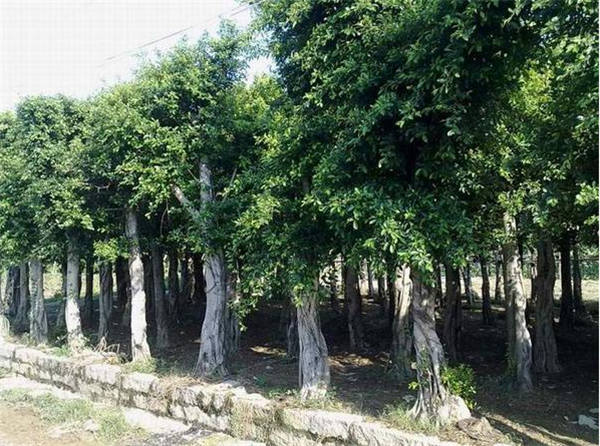 四川小叶榕直销 