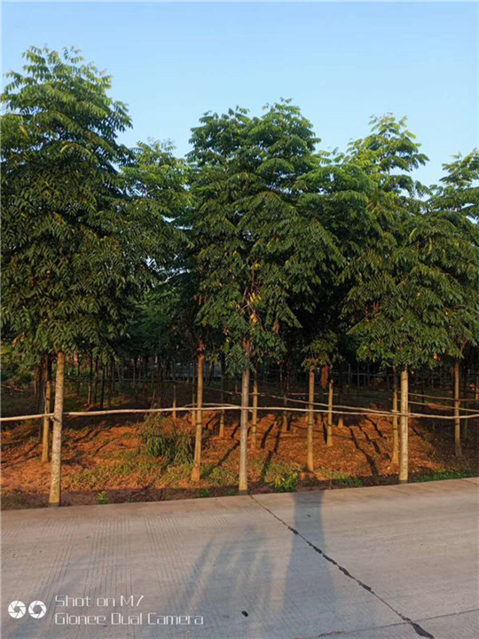 四川栾树苗圃供应-栾树大树移栽注意事项 