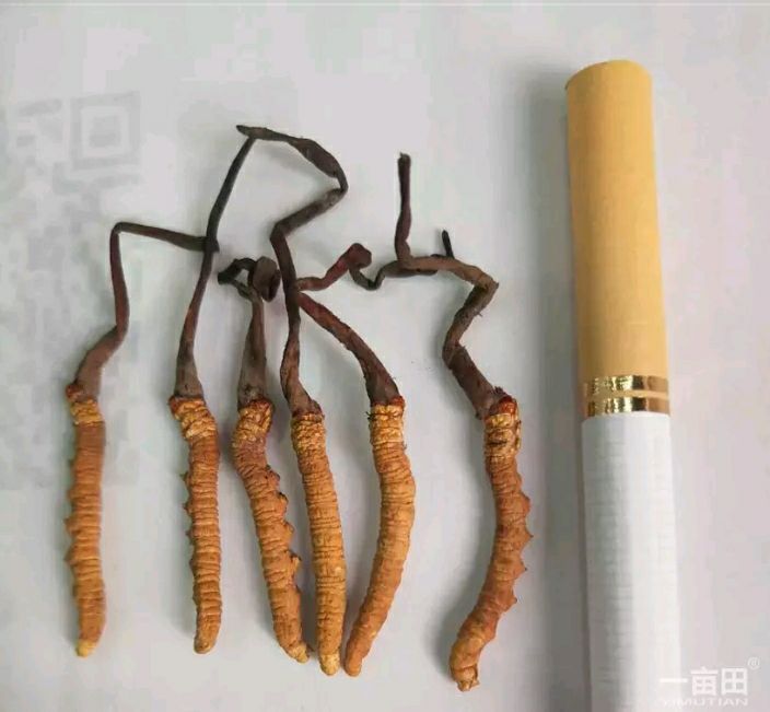 冬虫夏草 
