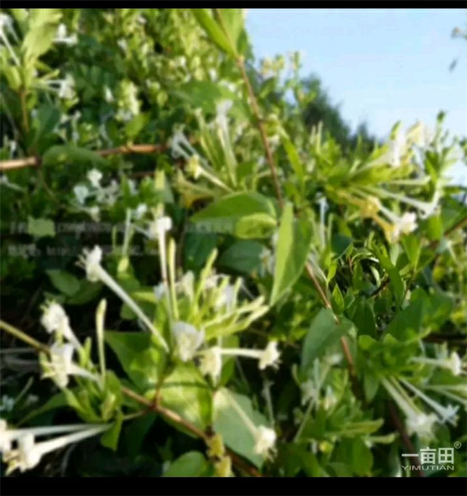 金银花 