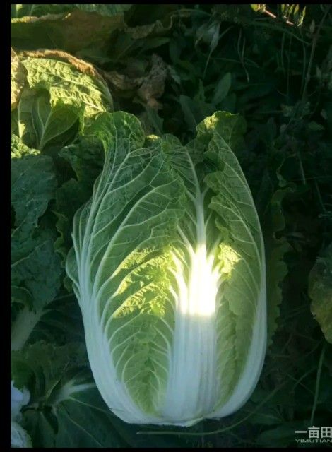 白菜 