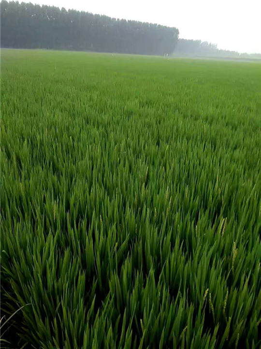 唐山粮食种植|玉田县潮洛窝乡连有家庭农场 