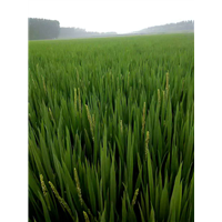唐山水稻种植|玉田县潮洛窝乡连有家庭农场 