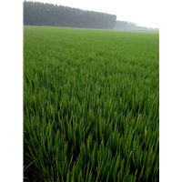 唐山粮食种植|玉田县潮洛窝乡连有家庭农场 