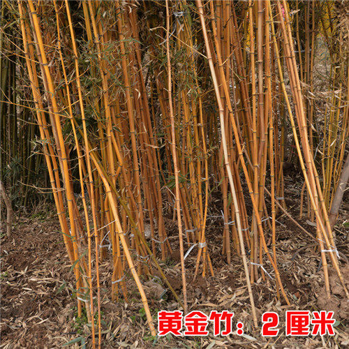 江苏黄金竹苗价格