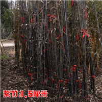 江苏紫竹苗批发