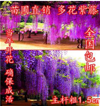 浙江紫藤花价格 