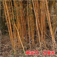 江苏黄金竹苗价格