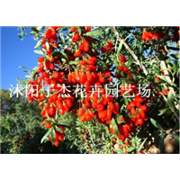 天津枸杞树苗供应