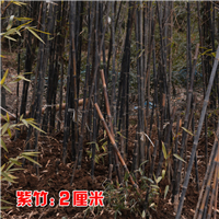 山西紫竹苗批发价格