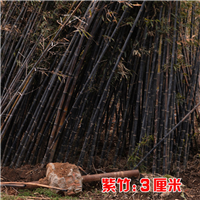 四川紫竹苗供应商
