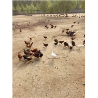 迁安养殖场|迁安市迁安镇汇清泉养殖场 