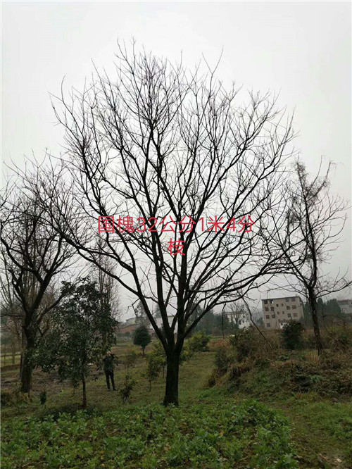 广东国槐多少钱一颗